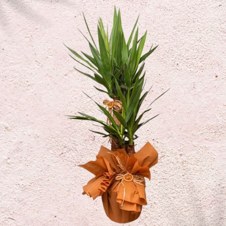 Yucca Massengena